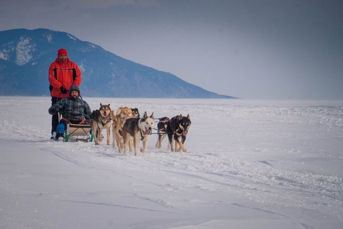 Катание на собачьих упряжках на Байкале